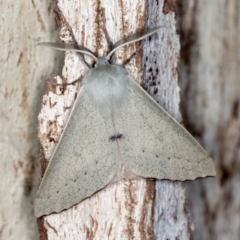 Arhodia lasiocamparia (Pink Arhodia) at Paddys River, ACT - 12 Nov 2018 by Bron