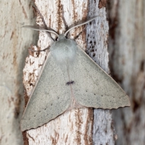 Arhodia lasiocamparia at Paddys River, ACT - 12 Nov 2018