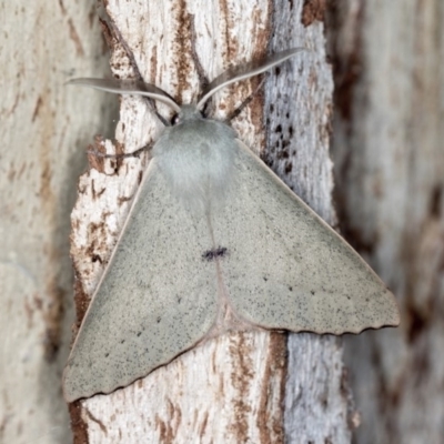 Arhodia lasiocamparia (Pink Arhodia (Oenochrominae)) at Paddys River, ACT - 12 Nov 2018 by Bron