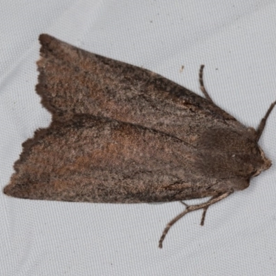 Nisista undescribed species (genus) (A geometer moth) at Paddys River, ACT - 12 Nov 2018 by Bron