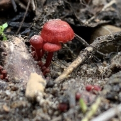 Tubaria rufofulva (Burgundy Wood Tubaria) at Quaama, NSW - 22 Feb 2020 by FionaG