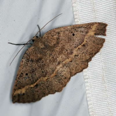 Unplaced tetramera (A Geometer moth) at Paddys River, ACT - 11 Nov 2018 by ibaird