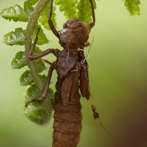 Aeshnidae (family) at Acton, ACT - 21 Feb 2020 12:10 PM