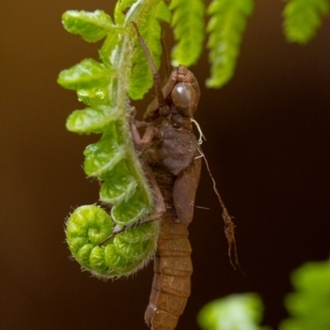 Aeshnidae (family) at Acton, ACT - 21 Feb 2020