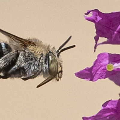 Amegilla sp. (genus) (Blue Banded Bee) at Acton, ACT - 21 Feb 2020 by WHall