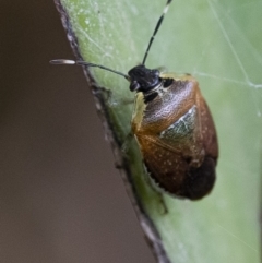 Monteithiella humeralis (Pittosporum shield bug) at ANBG - 21 Feb 2020 by WHall