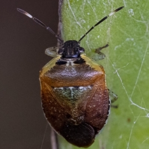 Monteithiella humeralis at Acton, ACT - 21 Feb 2020