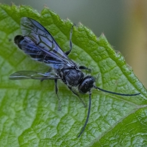 Tiphiidae (family) at Acton, ACT - 21 Feb 2020