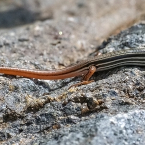 Ctenotus taeniolatus at Acton, ACT - 21 Feb 2020 12:40 PM