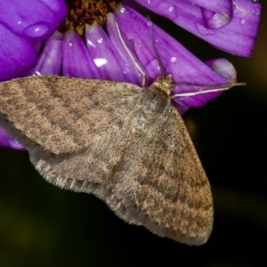 Scopula rubraria at Melba, ACT - 25 Nov 2013 02:34 PM