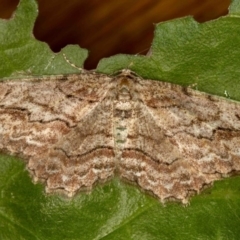 Ectropis (genus) (An engrailed moth) at Melba, ACT - 27 Nov 2013 by Bron