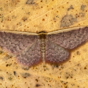 Idaea inversata at Bruce, ACT - 13 Feb 2016 12:55 PM