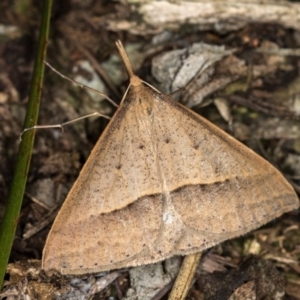 Epidesmia hypenaria at Melba, ACT - 21 Nov 2016