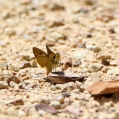 Ocybadistes walkeri at Acton, ACT - 21 Feb 2020 12:13 PM