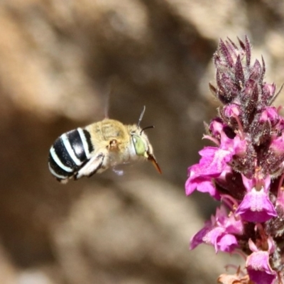 Amegilla sp. (genus) (Blue Banded Bee) at Acton, ACT - 21 Feb 2020 by RodDeb