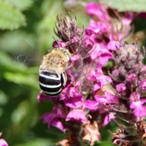 Amegilla sp. (genus) at Acton, ACT - 21 Feb 2020