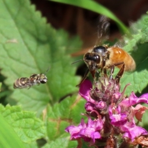 Lipotriches (Austronomia) phanerura at Acton, ACT - 21 Feb 2020