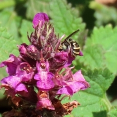 Lipotriches (Austronomia) phanerura at Acton, ACT - 21 Feb 2020