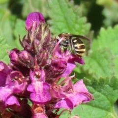 Lipotriches (Austronomia) phanerura at Acton, ACT - 21 Feb 2020