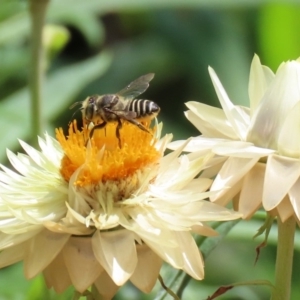 Megachile (Eutricharaea) sp. (genus & subgenus) at Acton, ACT - 21 Feb 2020