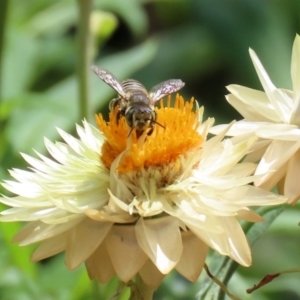 Megachile (Eutricharaea) sp. (genus & subgenus) at Acton, ACT - 21 Feb 2020