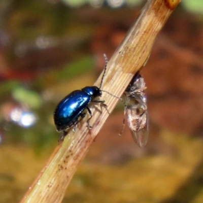 Altica sp. (genus) (Flea beetle) at Acton, ACT - 21 Feb 2020 by RodDeb