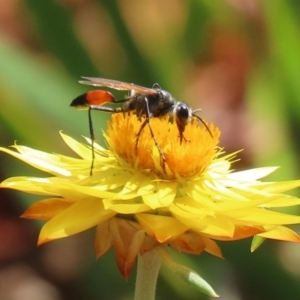 Podalonia tydei at Acton, ACT - 21 Feb 2020