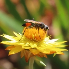 Podalonia tydei at Acton, ACT - 21 Feb 2020