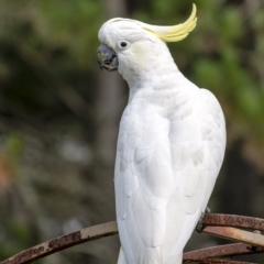 Cacatua galerita (Sulphur-crested Cockatoo) at Penrose, NSW - 20 Feb 2020 by Aussiegall