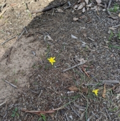 Tricoryne elatior (Yellow Rush Lily) at Cantor Crescent Woodland, Higgins - 22 Feb 2020 by MattM