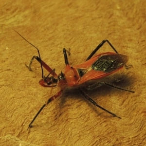 Gminatus australis at Bonython, ACT - 19 Dec 2019