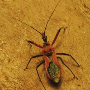 Gminatus australis at Bonython, ACT - 19 Dec 2019