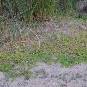 Ludwigia palustris at Tharwa, ACT - 19 Dec 2019 08:33 PM