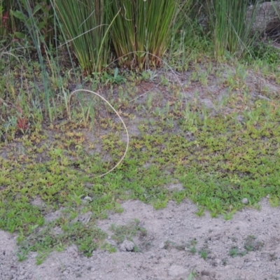 Ludwigia palustris (Marsh Purslane) at Point Hut to Tharwa - 19 Dec 2019 by MichaelBedingfield