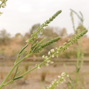 Melilotus albus at Tharwa, ACT - 21 Dec 2019