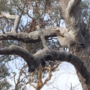 Chenonetta jubata at Deakin, ACT - 23 Feb 2020