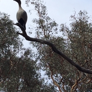 Chenonetta jubata at Deakin, ACT - 23 Feb 2020