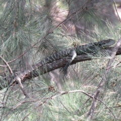 Intellagama lesueurii howittii (Gippsland Water Dragon) at Uriarra Village, ACT - 22 Feb 2020 by SandraH