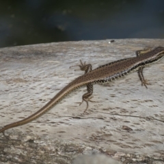 Eulamprus heatwolei (Yellow-bellied Water Skink) at Uriarra Village, ACT - 23 Feb 2020 by SandraH