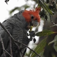 Callocephalon fimbriatum (Gang-gang Cockatoo) at Bargo River State Conservation Area - 11 Jan 2019 by GlossyGal