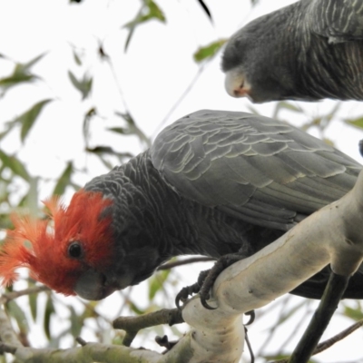 Callocephalon fimbriatum (Gang-gang Cockatoo) at Burradoo, NSW - 10 Mar 2019 by GlossyGal