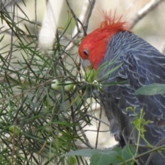 Callocephalon fimbriatum (Gang-gang Cockatoo) at Thirlmere Lakes National Park - 7 Oct 2019 by GlossyGal