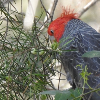 Callocephalon fimbriatum (Gang-gang Cockatoo) at Thirlmere Lakes National Park - 7 Oct 2019 by GlossyGal