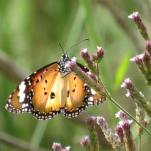 Danaus petilia at Molonglo River Reserve - 23 Feb 2020