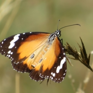 Danaus petilia at Molonglo River Reserve - 23 Feb 2020