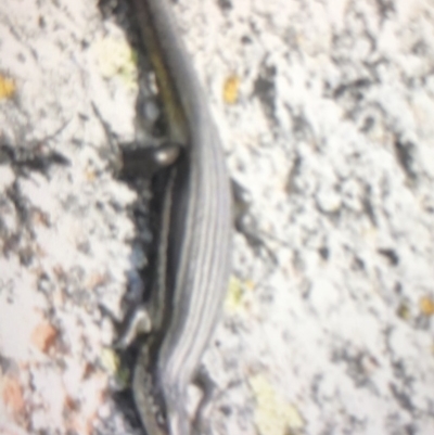 Pseudemoia sp (genus) (A skink) at Charlotte Pass - Kosciuszko NP - 23 Feb 2020 by BrianHerps