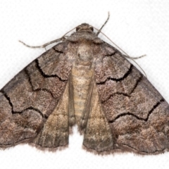 Dysbatus singularis (Dry-country Line-moth) at Melba, ACT - 23 Dec 2017 by Bron