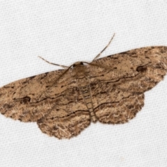 Ectropis (genus) (An engrailed moth) at Melba, ACT - 26 Dec 2017 by Bron