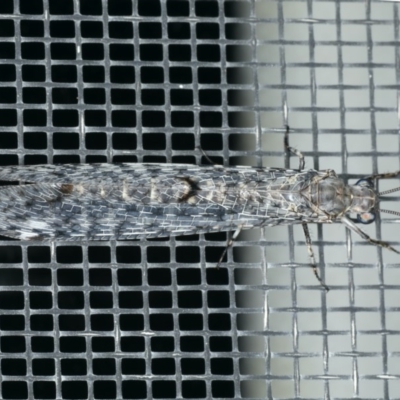 Bandidus breviusculus (Antlion Lacewing) at Ainslie, ACT - 18 Feb 2020 by jbromilow50