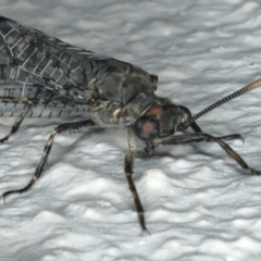 Bandidus breviusculus at Ainslie, ACT - 18 Feb 2020